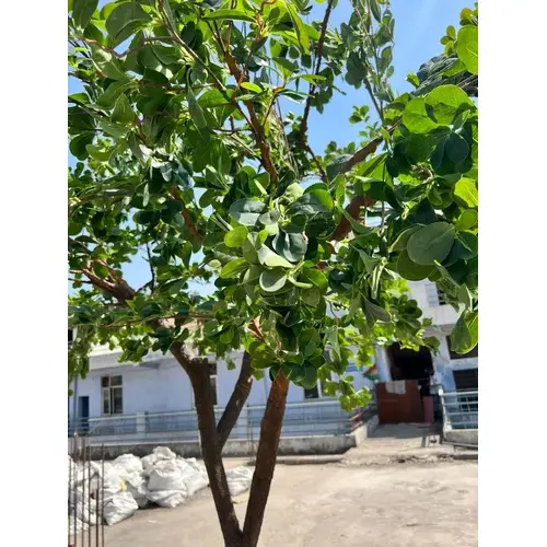 Artificial Ficus Microcapa Tree