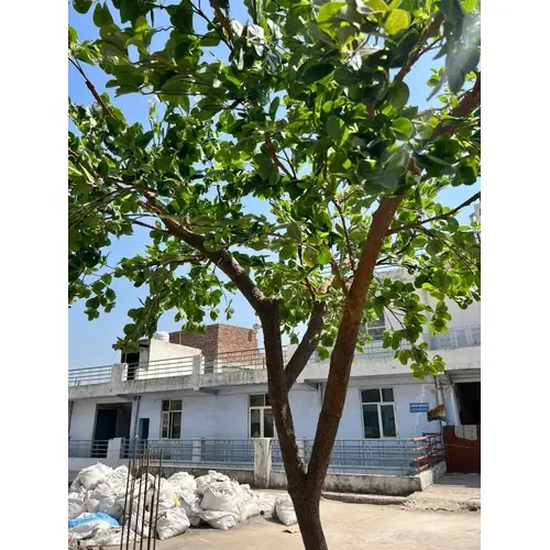 Artificial Ficus Microcapa Tree