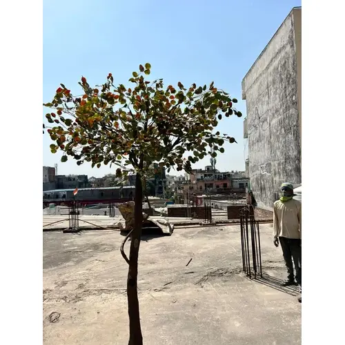Artificial Coccoloba Tree