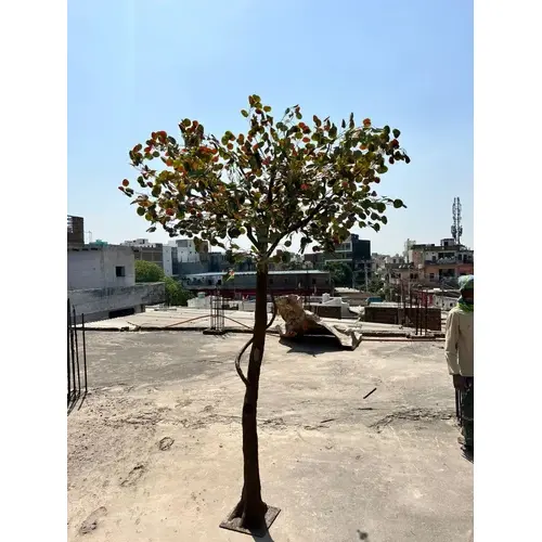 Artificial Coccoloba Tree