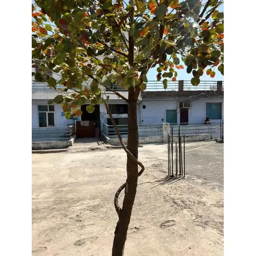 Artificial Coccoloba Tree