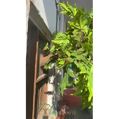 Artificial Wall Mounted Maple Tree