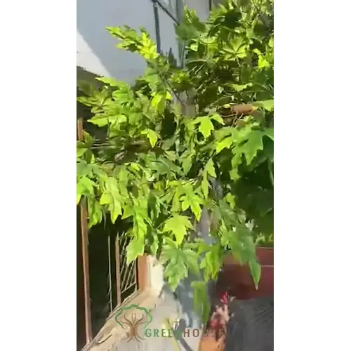 Artificial Wall Mounted Maple Tree