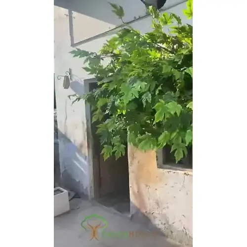 Artificial Wall Mounted Maple Tree