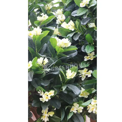 Medium Artificial Tree