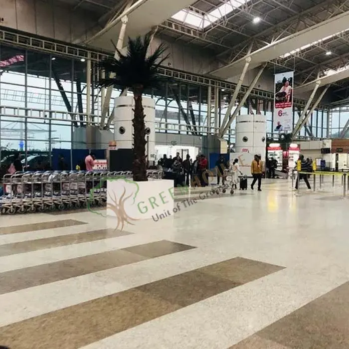 Airport-Date-Palm-Tree