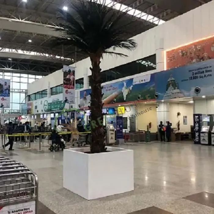 Airport-Date-Palm-Tree