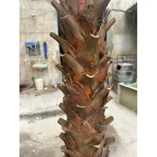 Date-Palm-Tree