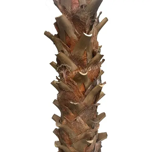 Date-Palm-Tree