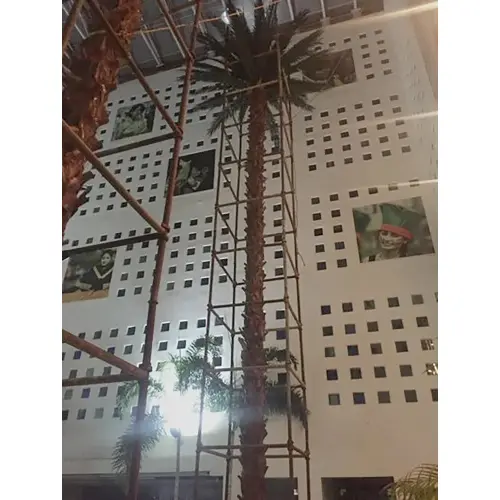 Date-Palm-Tree40Feet