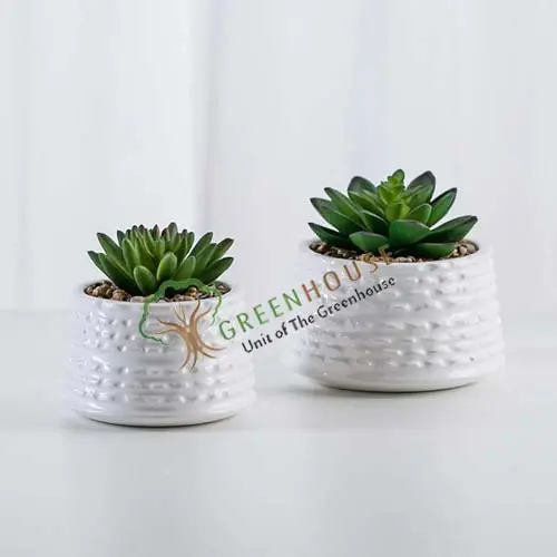 succulent-plant